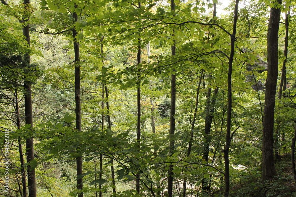 Obraz premium Forrest trees