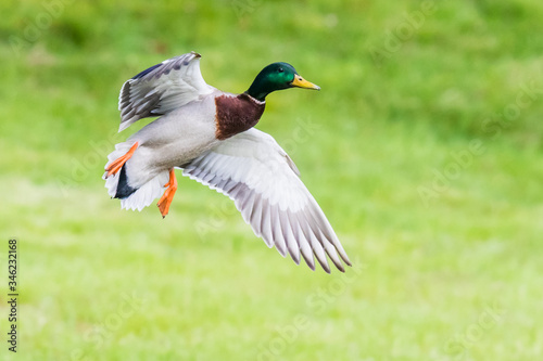 Drake Mallard Landing with Feet Down with Green Background © Jeff Huth