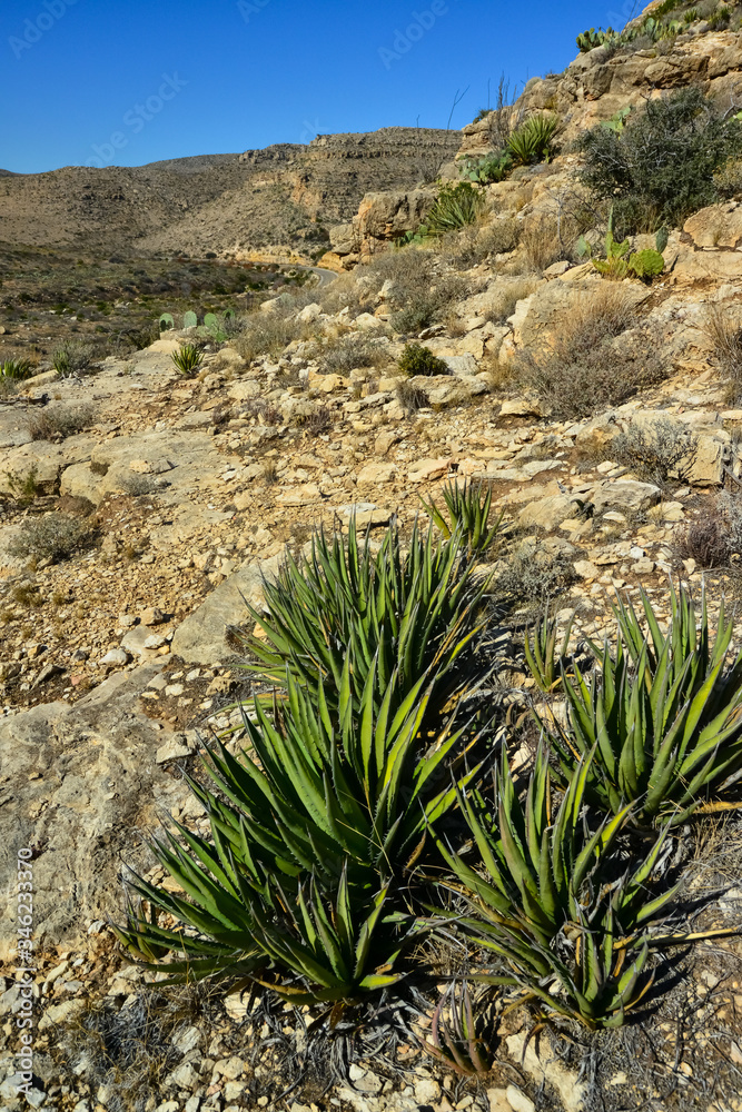 Agave, yucca, cacti and desert plants in a mountain valley landscape in New Mexico, Agave, yucca, cacti and desert plants in a mountain valley landscape in New Mexico,