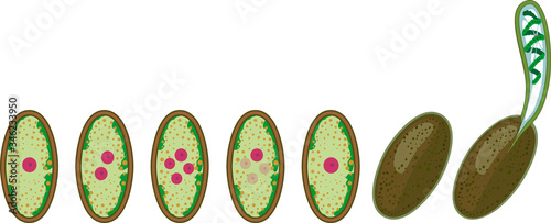 Germination stages of zygospore of Spirogyra isolated on white background photo