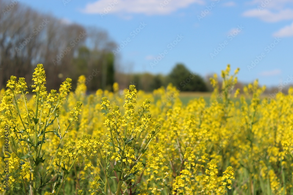 Obraz premium Field of yellow flowers