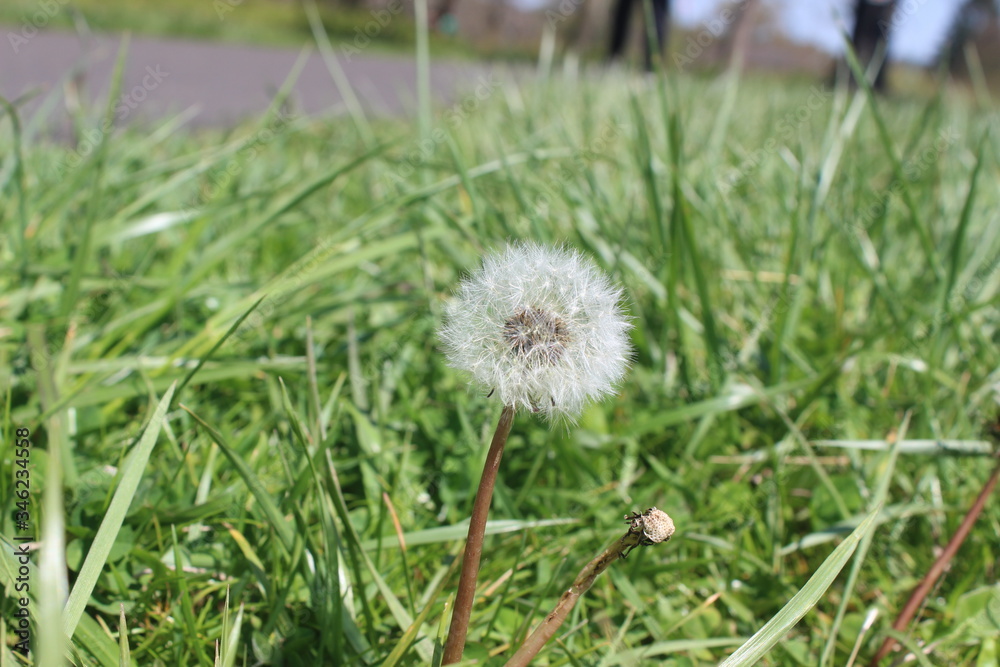 dandelion in the grass on a sunny day dandelion in the grass on a sunny day