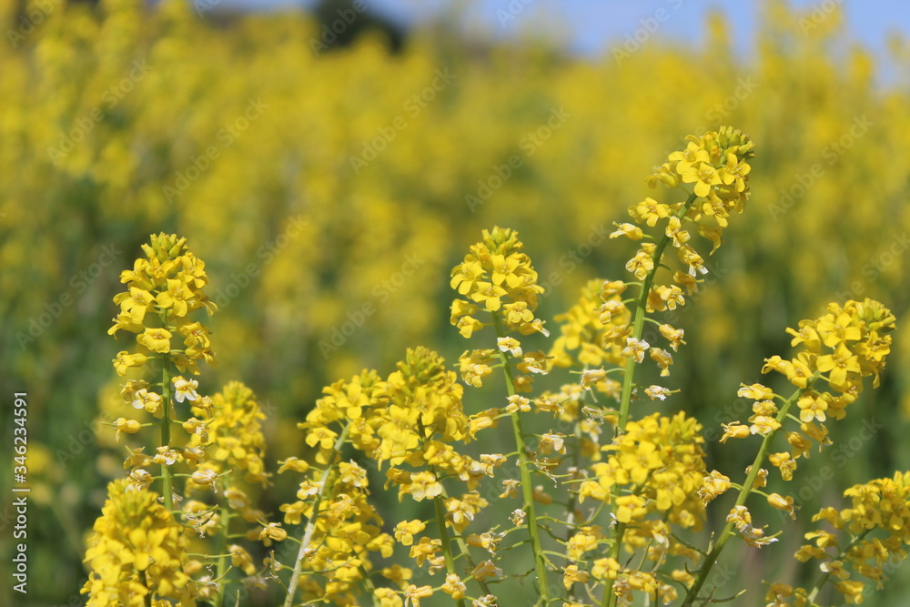 Field of yellow flowers Field of yellow flowers