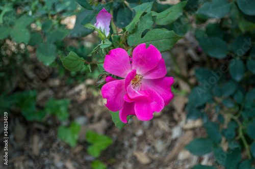 A beautiful flower from my garden.