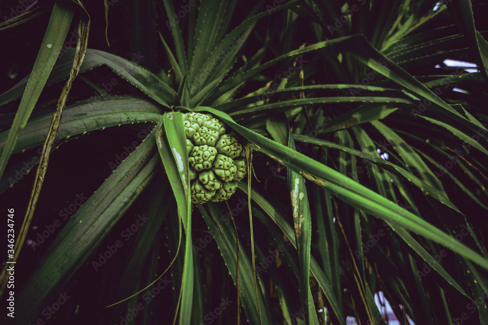 Tropikalny dziki owoc, ananas. - obrazy, fototapety, plakaty 