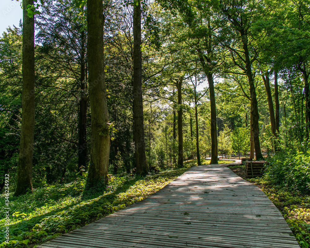 Obraz premium The entrance pathway through the forest trees to the gardens of The Newt hotel & spa in Castle Cary, somerset, united kingdom