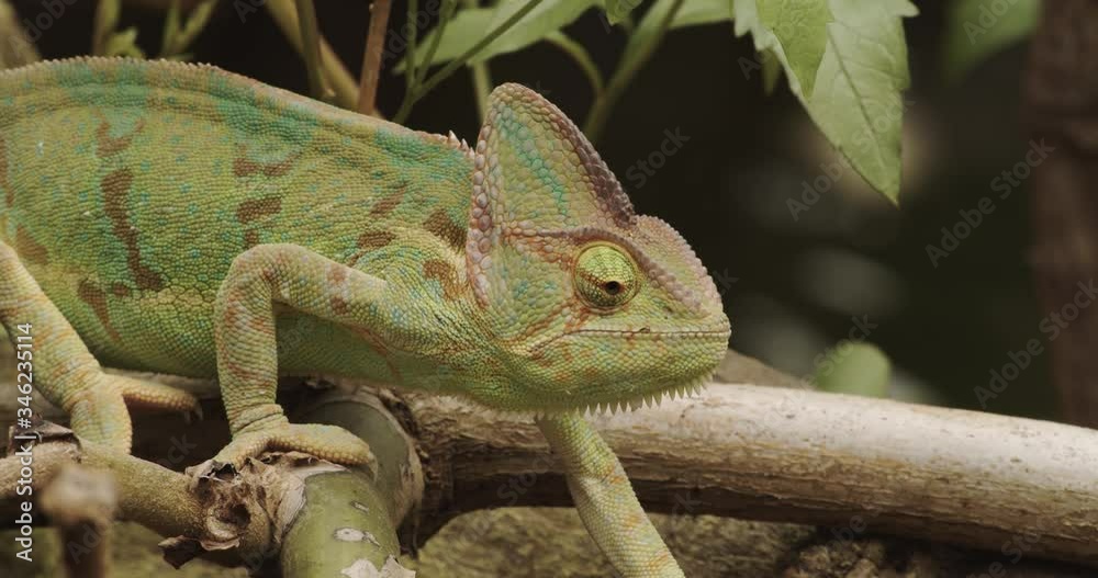 Side View Of Veiled Chameleon Walking Funny On The Branch Of A Tree In Its Habitat. - close up shot Side View Of Veiled Chameleon Walking Funny On The Branch Of A Tree In Its Habitat. - close up shot