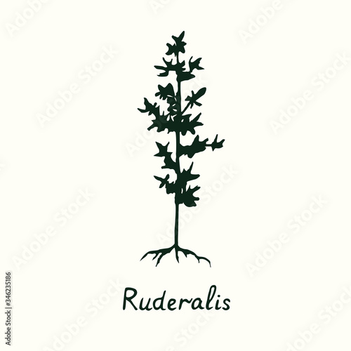 Fototapeta Naklejka Na Ścianę i Meble -  Ruderalis cannabis plant isolated, outline simple doodle drawing, gravure style