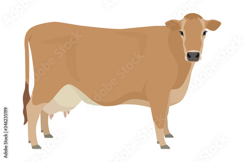 Jersey cattle Flat vector illustration Isolated object on white background