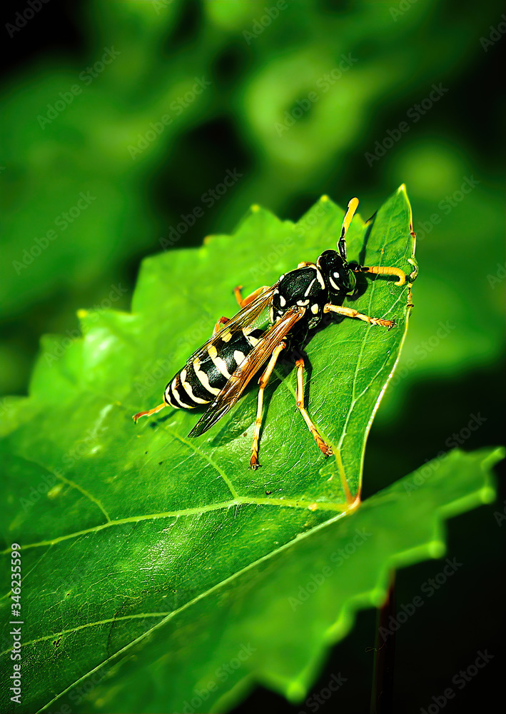 Naklejka premium green bug on a leaf