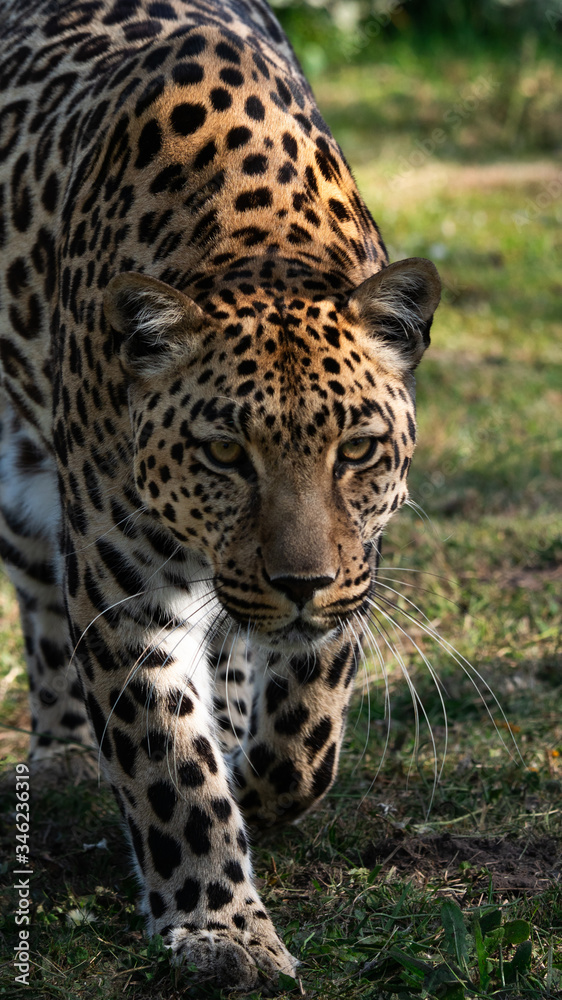 Leopard sneaking forward to watch and hunt. Leopard sneaking forward to watch and hunt.