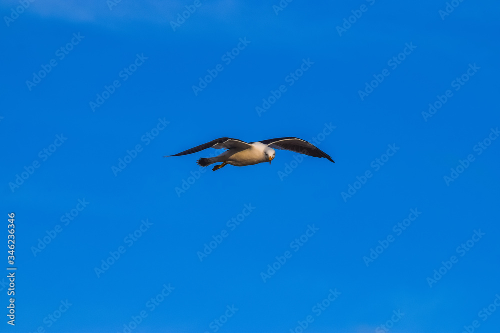 seagull flying with blue sky