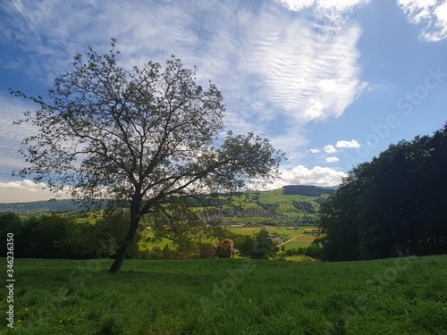 landscape with trees
