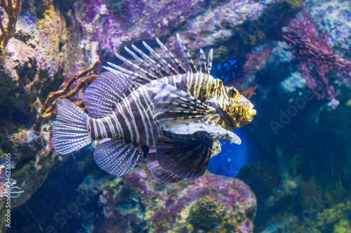 Beautiful salt aquarium fish swimming around