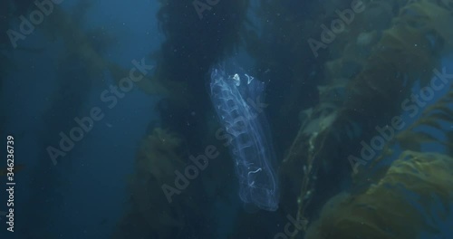 Unidentified salp floats by kelp. photo