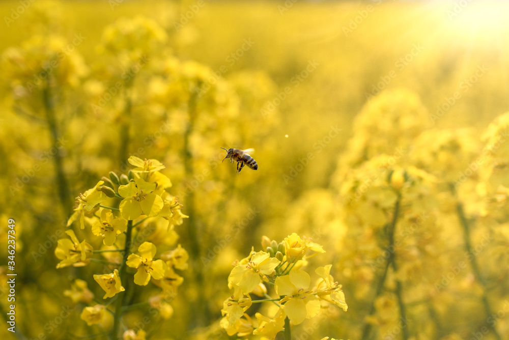 Obraz premium Rape and bee