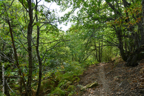 path through the lush forest