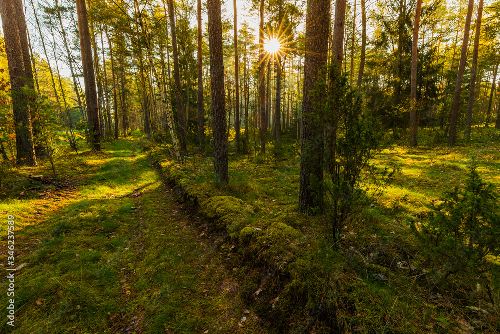 Fototapeta premium Sunrise in the forest. Beautiful landscape.