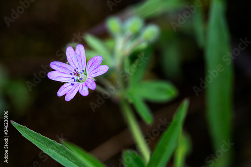 spring background of white and purple flower