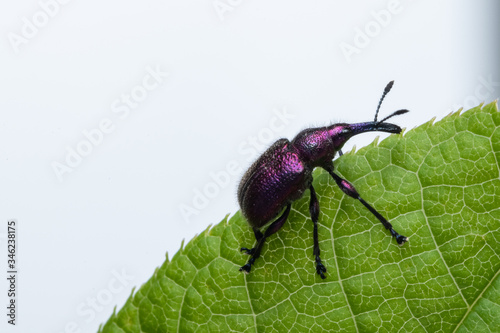 Weevil Beetle (Rhynchites bacchus) on a green leaf. Pest for fruit trees. a problem for gardeners and farmers. photo