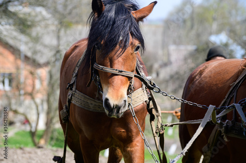 harnessed horses outdoor. Rural landscape © Art_man