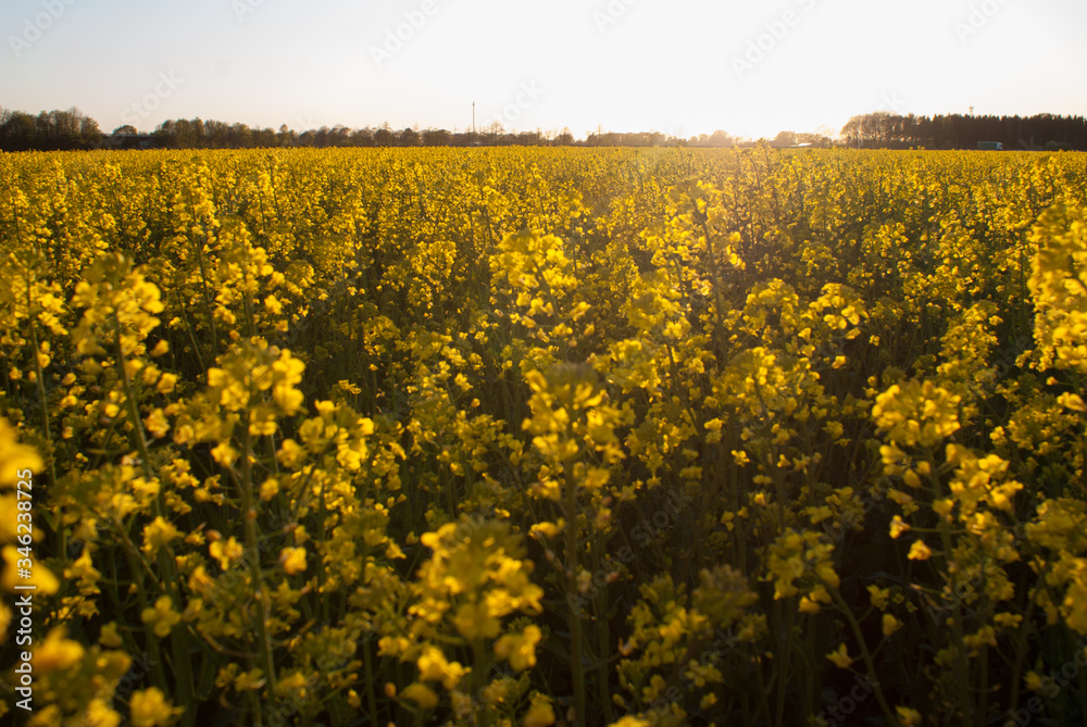 Sonnenuntergang im Rapsfeld Sonnenuntergang im Rapsfeld