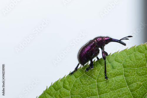 Weevil Beetle (Rhynchites bacchus) on a green leaf. Pest for fruit trees. a problem for gardeners and farmers.
