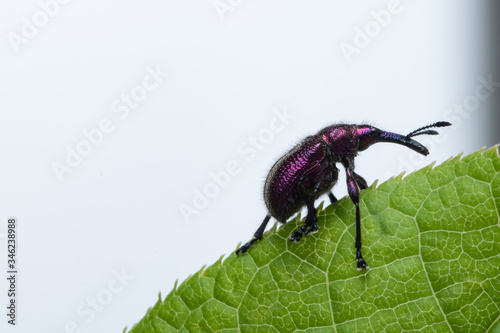 Weevil Beetle (Rhynchites bacchus) on a green leaf. Pest for fruit trees. a problem for gardeners and farmers. photo