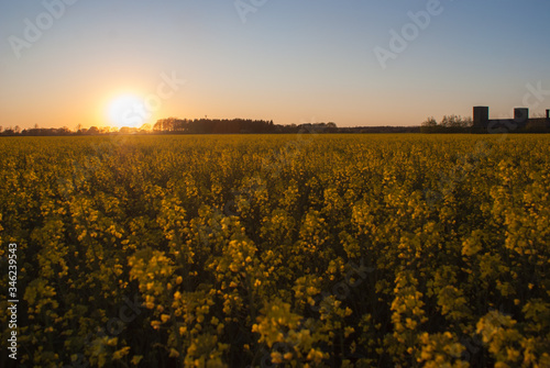 Tableau sur toile Sonnenuntergang im Rapsfeld