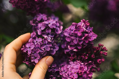 Purple lilac flowers as a background