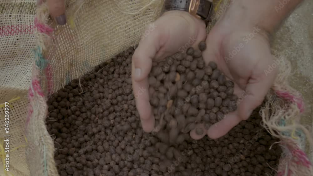 Hands picking up coffee from a coffee bag in a Colombian coffee farm, before the product departs for exportation.