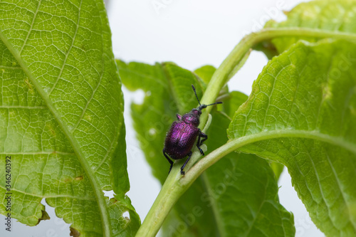 Weevil Beetle (Rhynchites bacchus) on a green leaf. Pest for fruit trees. a problem for gardeners and farmers. photo