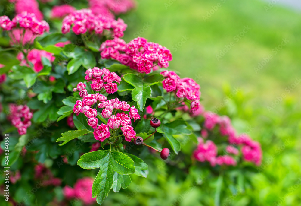 flowering spring tree with small pink flowers, roses, flowering spring tree with small pink flowers, roses,