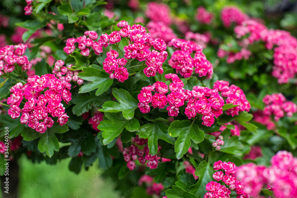 flowering spring tree with small pink flowers, roses, flowering spring tree with small pink flowers, roses,