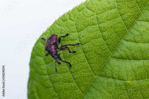 Weevil Beetle (Rhynchites bacchus) on a green leaf. Pest for fruit trees. a problem for gardeners and farmers. photo