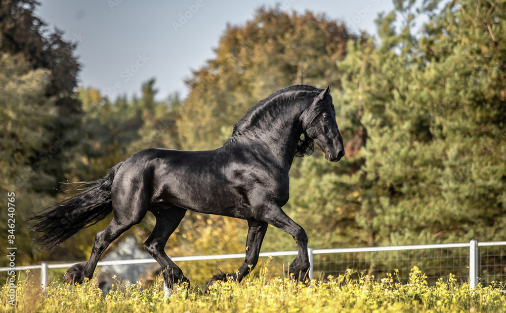 Naklejka premium Beautiful black horse. The Friesian stallion gallops in the autumn meadow in the sun