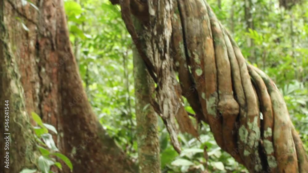 Big tree vine in the tropical Amazon rainforest. Dense green jungle vegetation Big tree vine in the tropical Amazon rainforest. Dense green jungle vegetation