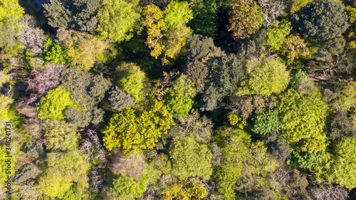 Top view on Trees in forest in Northern Ireland, full frame 