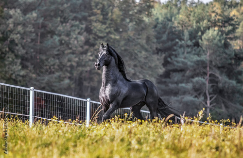 Beautiful black horse. The Friesian stallion gallops in the autumn meadow in the sun