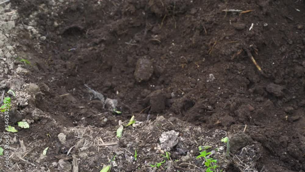 Medium close up tracking shot of a farmer hoeing the field. Medium close up tracking shot of a farmer hoeing the field.