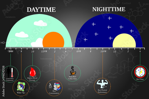 The circadian rhythms are controlled by circadian clocks or biological clock these clocks tell our brain when to sleep, tell our gut when to digest and control our activity in several day.
