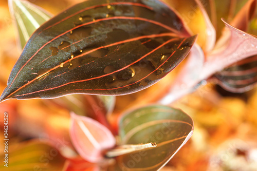 close up of orchid leaf photo