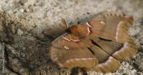 Polyphemus Moth, Antheraea Polyphemus Sitting On A Rock With Open WIngs. - close up shot photo