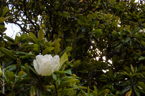 A large  creamy white southern magnolia flower is surrounded by glossy green leaves of a tree. White petal close up
