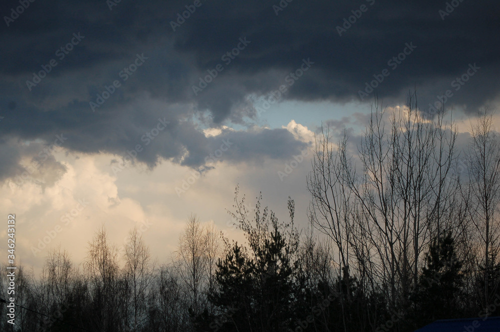 Obraz premium sunset in the forest