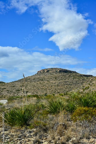 Agave  yucca  cacti and desert plants in a mountain valley landscape in New Mexico 