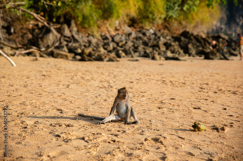 Small brown monkey on sandy beach