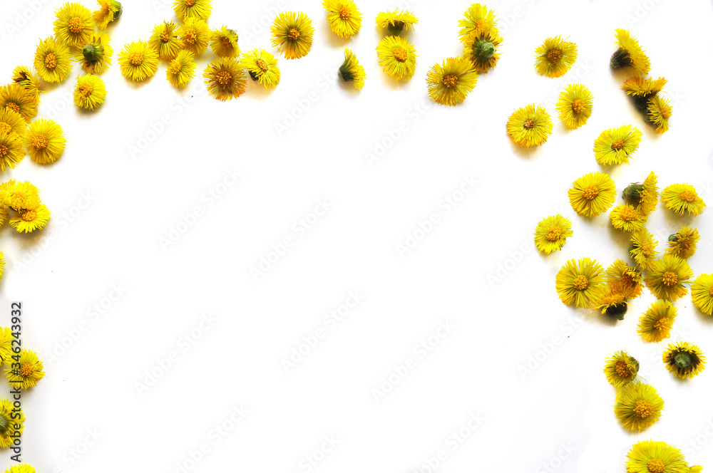yellow flowers isolated buds lie on a white background top view