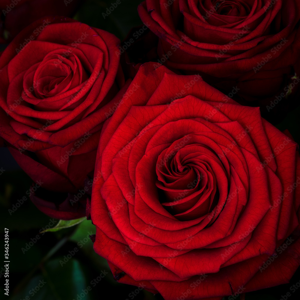 Zbliżenie pięknego czerwonego kwiatu róży - obrazy, fototapety, plakaty 