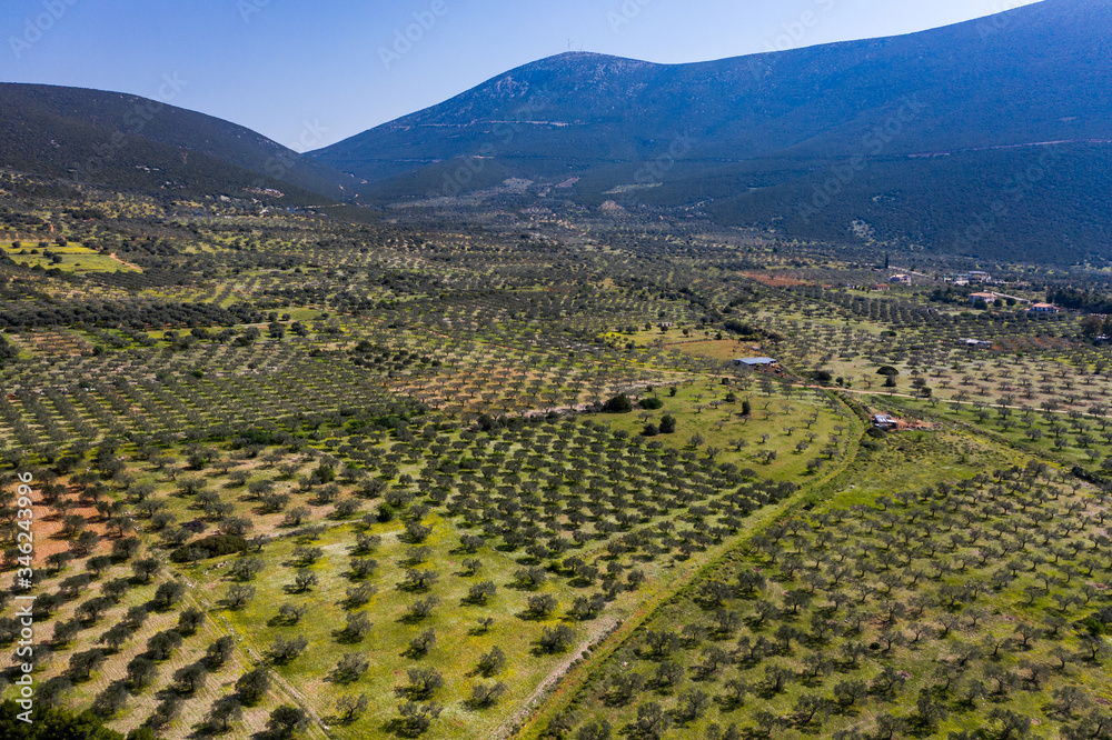 Olive fields in Greece, Olive trees in aerial view